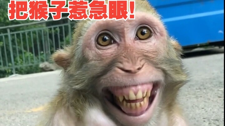 Let's see how to really piss off a monkey!