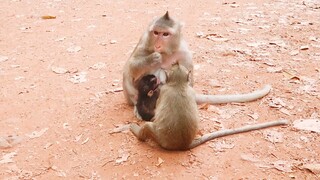 Monkey Mom Breastfeeding