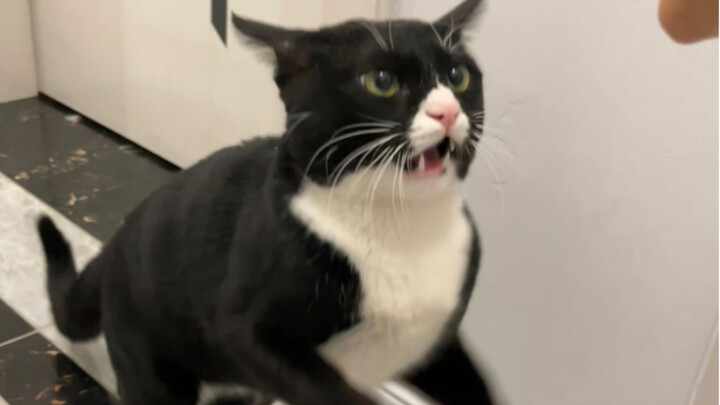 ความคืบหน้าหลังจากอาบน้ำให้แมววัวอาเบเบ