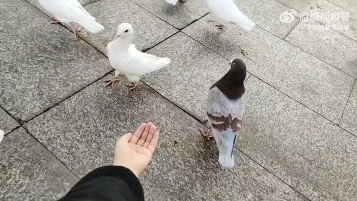 Pigeon: Why hasn’t it refreshed yet?