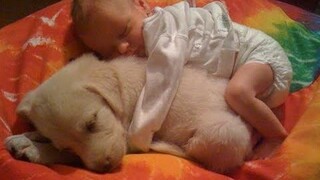 Golden Retriever Puppies and Babies เป็นเพื่อนที่ดีที่สุดเสมอ - การรวบรวมลูกสุนัขและทารก