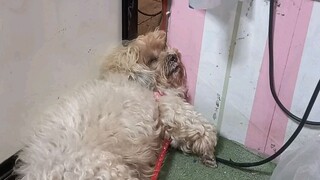 โกโก้ ง่วง