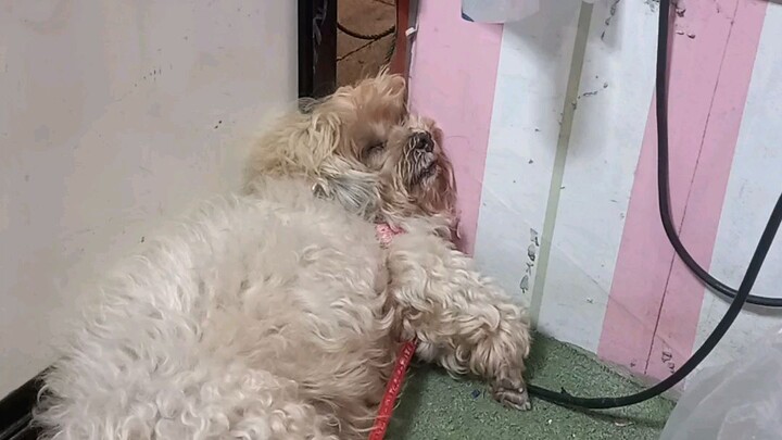 โกโก้ ง่วง