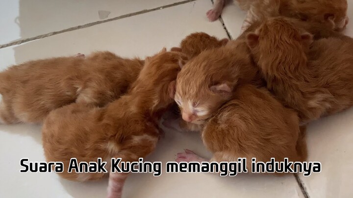 Suara anak kucing memanggil induknya