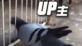 Ketika "merpati" dibawa ke pengadilan