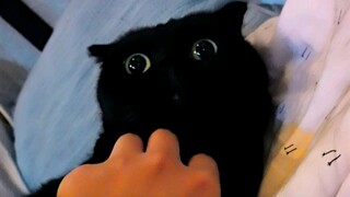 妈妈手里的黑猫VS爸爸手里的