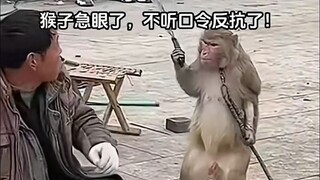 Có vẻ như con người không thể chế ngự được loài khỉ