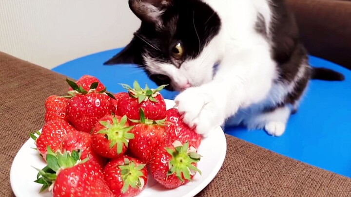 When A Cat Sees Fruits