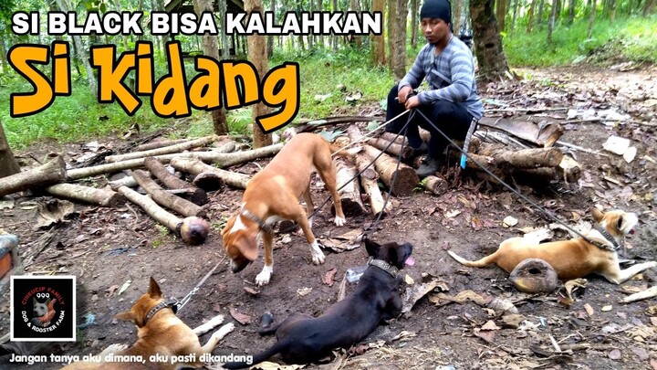 Si Black vs Si Kidang
