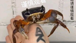谨慎观看 非昆虫爱好者别进来