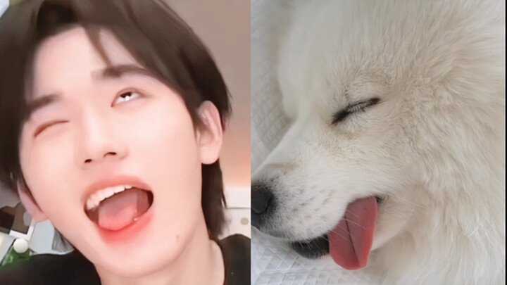 سفير سلالة الساموييد في عالم الفول (5)