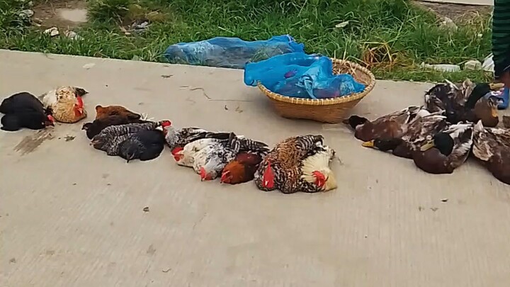 good morning Bangladesh