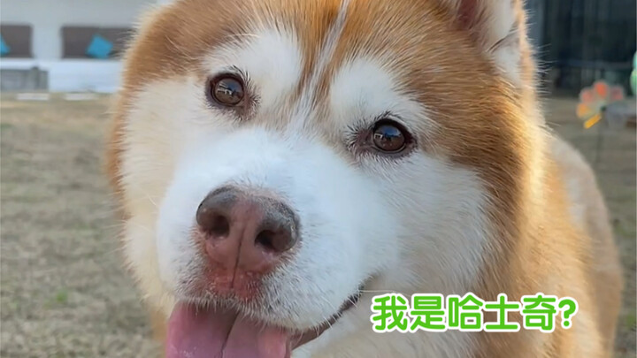 ใครบอกว่าสุนัขฮัสกี้ลากเลื่อนเก่ง? ลากได้ดีเลยแหละ แต่คราวหน้าไม่อยากลากแล้ว…