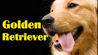 Golden Retriever Funny รวมคลิปตลกของน้องหมาโกลเด้น รีทรีฟเวอร์