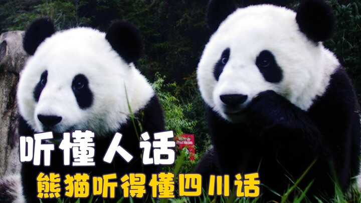 Kali ini warga Sichuan benar‑benar menang mudah, panda-panda itu bisa mengerti bahasa Sichuan, jadi 