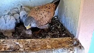 The kestrel mother and the kestrel father caught a little sparrow, and the sparrow's parents came to