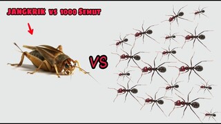 TIMELAPSE: 1 JANGKRIK vs 1000 SEMUT