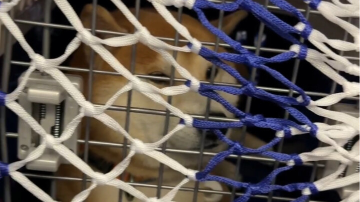 I’m on a plane, and my seatmate is a dog.