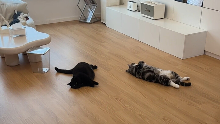 لطيف، هذا هو سبب تربيتي للقطط!