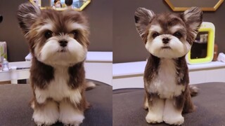 عملية تحول الدب الصغير إلى كلب صغير! بعد قص شعر كوكا، أصبح مجنونًا من اللعب!