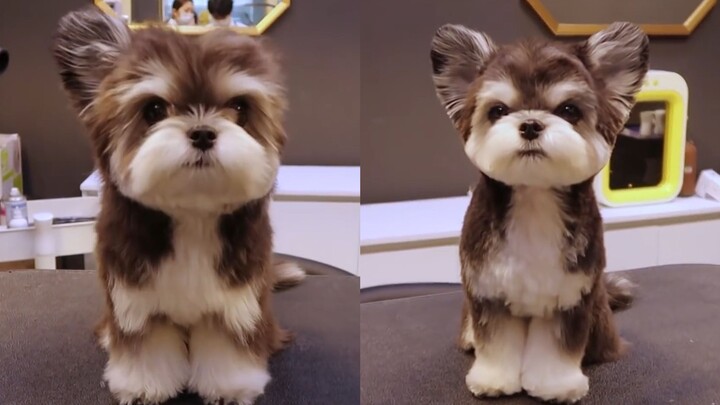 小熊变成小狗的过程！小可乐剪毛后玩疯了！