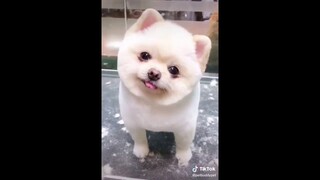 Những khoảnh khắc đáng yêu của thú cưng P6/Lovely moments of pets P6| Tiên Nguyễn Life