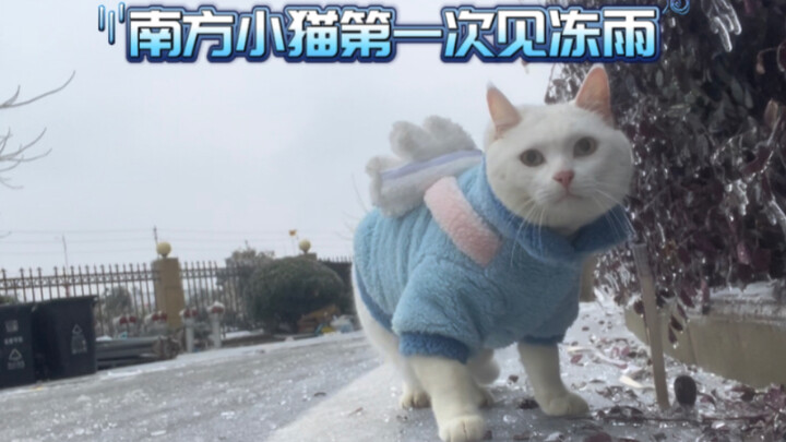 Wuhan is experiencing freezing rain, and the little cats in the south are incredibly curious, having