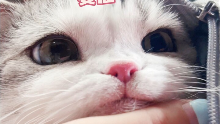 Membawa kucing berobat ke pengobatan tradisional Tiongkok, si kucing agak sedih tapi tetap tenang