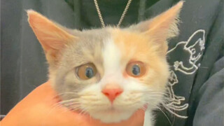 On the way to Turkey, I happened to kidnap a cat—Cat De Academy X and Cat Stay