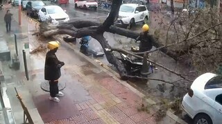 This tree is truly a blessing.