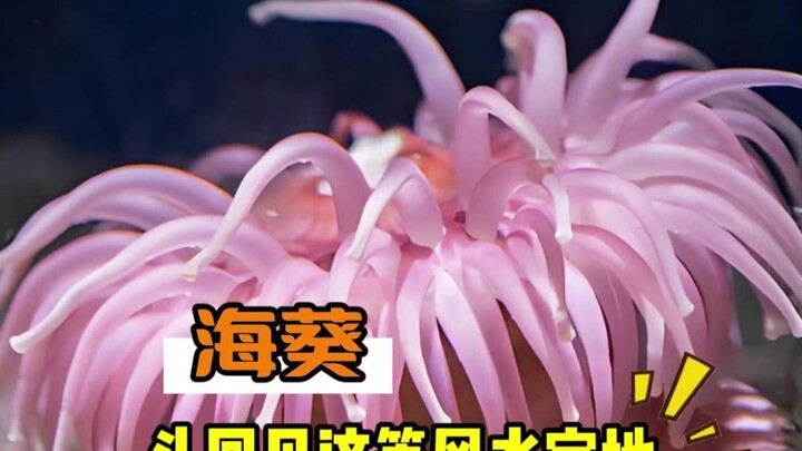 Anemone: I’ve lived this long, and it’s the first time I’ve ever seen such a feng shui‑perfect spot!