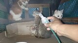 Four Kittens On Steam, Having Cold