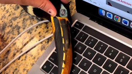 Một chú chim có chiếc mỏ siêu lớn