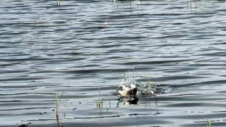 Though it’s a bit far, exploring new fishing spots. Wild fishing for large crucian carp.