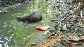 🏝Otter Oshka COOLS off in Creek- birds chirping & Guitar music #otter