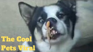 💥The Cool Pets Viral Weekly😂🙃💥of 2020 | Funny Animal Videos💥👌