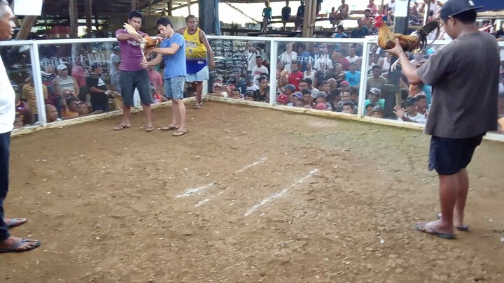 Banugon vs Pula
