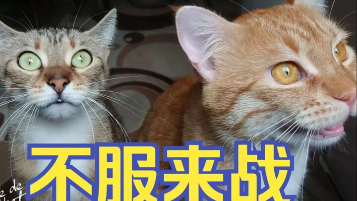 [French Cat Video] The little kitten hasn’t bothered anyone.