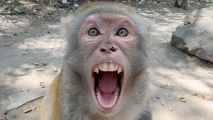 Monkey King helps remove a thorn to save someone and doesn’t like the food that was brought.