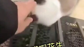 掉下去就变成花生酱了