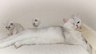 Cat Joy มีความสุขมากที่ได้พบลูกแมว Giovannu และ Gabriele เป็นครั้งแรก