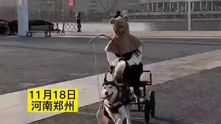 [Fuzzy Pets Diary] Episode 3 & Husky