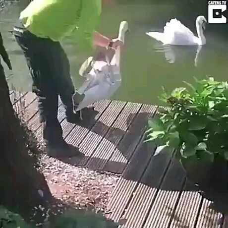Angsa yang terluka kembali ke sisi kekasihnya