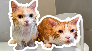 Tắm cho hai con mèo cùng lúc?! Chủ mèo: Tôi hối hận! Mèo: Tôi còn hối hận hơn nữa!