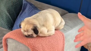 What will your dog’s reaction be if you suddenly pet him?