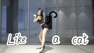 【星澜】Like a cat❤猫步轻俏-AOA 你的小猫咪突然出现~