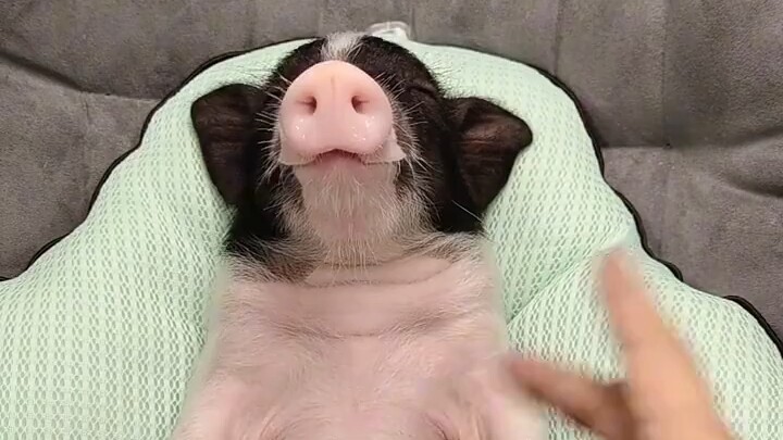 บทสอนทั้งหมดให้ลูกหมูหลับสบาย ดูจบแล้ว คุณทำเป็นรึยัง?