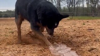 The Drain Dog