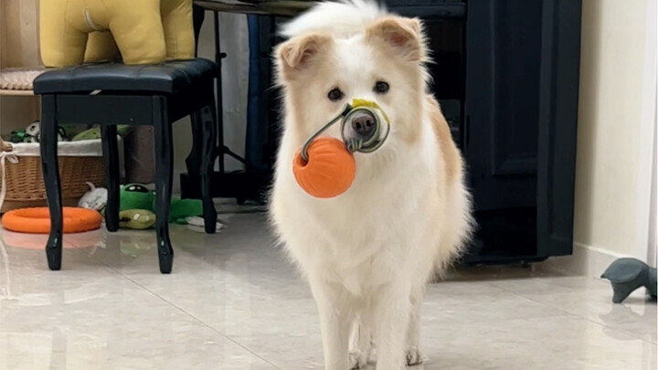 Chen Bella’s new skill is a bit tricky #BorderCollieChenBella