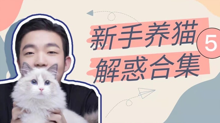 A Collection of Answers for New Cat Owners (5)